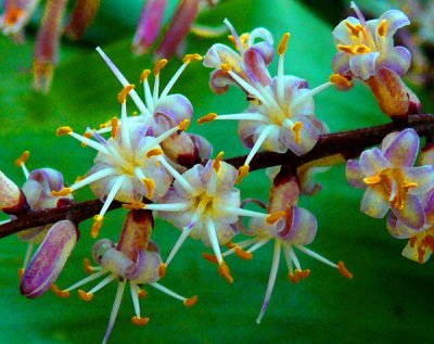 March 14 - Flowering Ti Plant