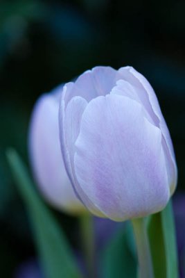 Shades of Spring