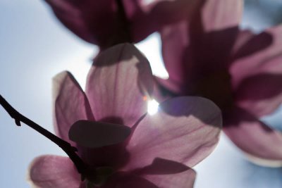 Sun_Blossoms110226.jpg