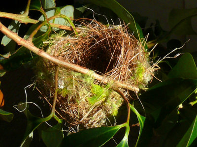 March 16 - Downed Bird's Nest