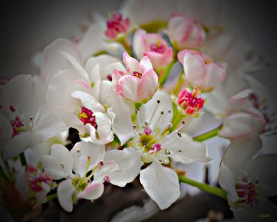March 5 - Pear Bloom