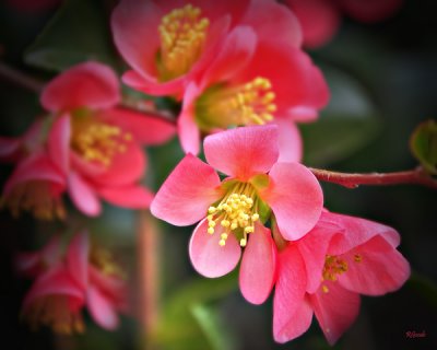 March 6 - Flowering Quince