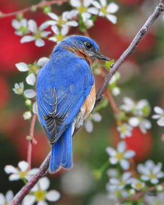 March 8 - Red, White & Bluebird