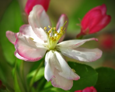 March 9 - Flowering Crabapple