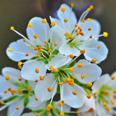 March 4 - Wild Plum Blooms