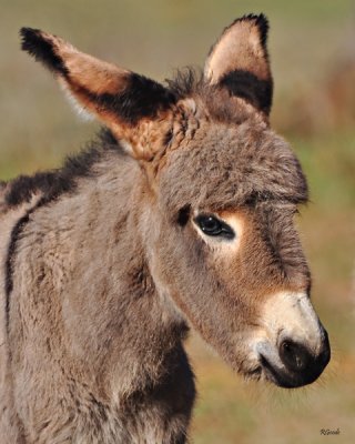 March 13 - Just Too Cute!