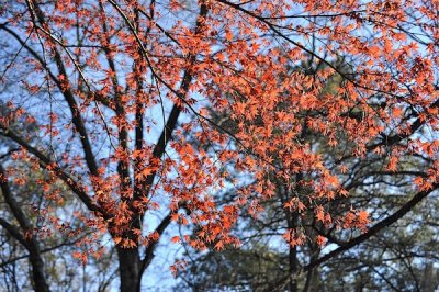 Orange Leaves - Blue Sky