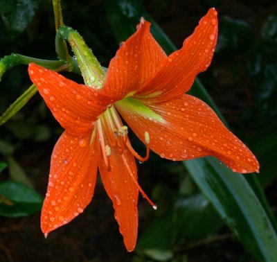 March 17 - Wet Day Lily