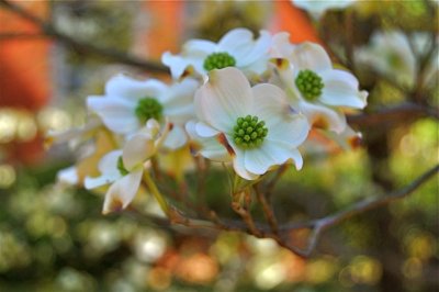 Dogwoods in Bloom
