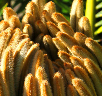 March 24 - Emerging New Palm Leaves