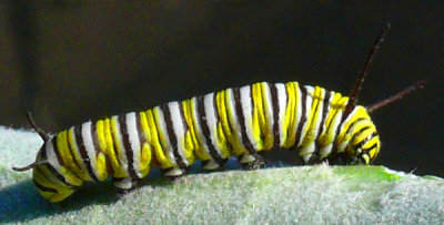 March 25 - Caterpillar of the Monarch Butterfly