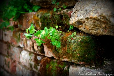 Between the Cracks