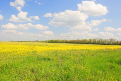 Field of Sunshine