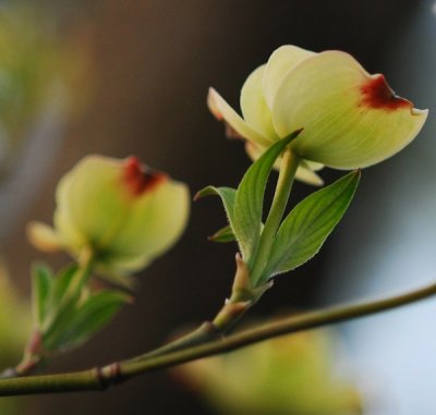 The Dogwood Tree