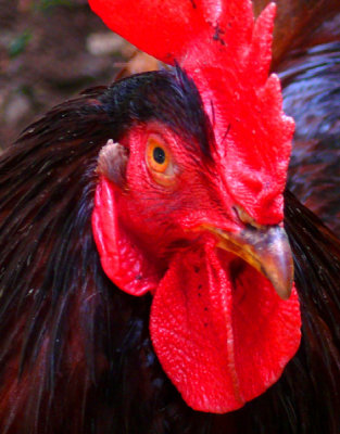 March 26 - Red Rooster