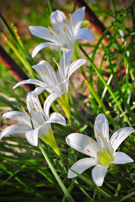 White Lily Quartet