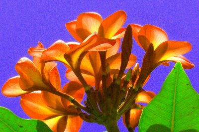Beauty of Spring Flowers