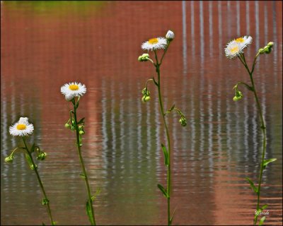 March 21- Fleabane Family