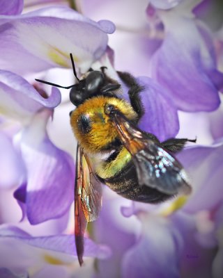 March 23 - Bee on Wisteria
