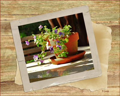 March 24 - Pansy Framed
