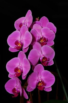 Spring Orchids