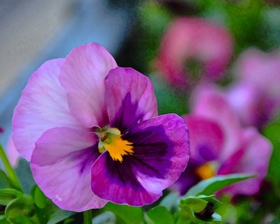 March 25 - Pansy in Watecolor