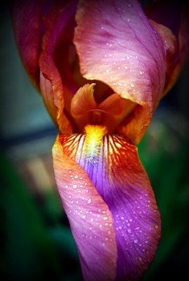 Spring Unfolds