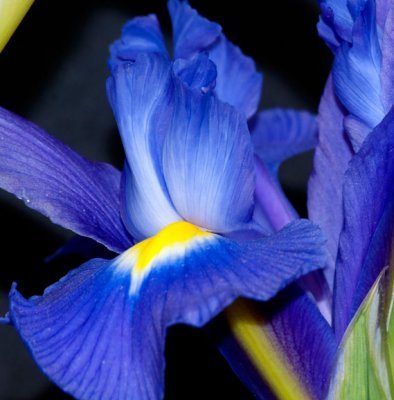 Iris Bloom