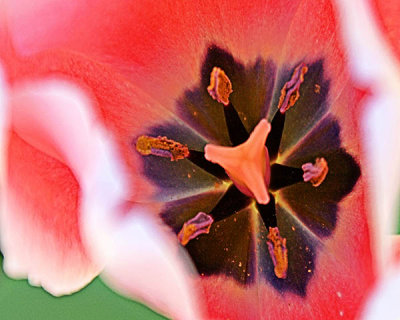 Orange Tulip