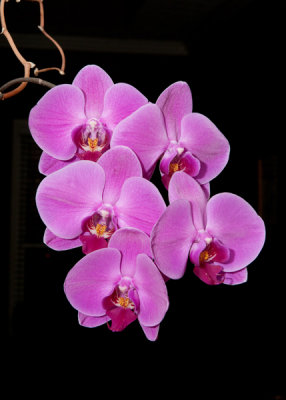 Spring Orchid