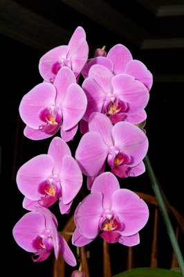 Spring Orchid 2