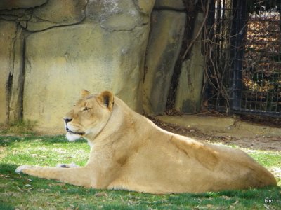 Cat Nap in the Jungle