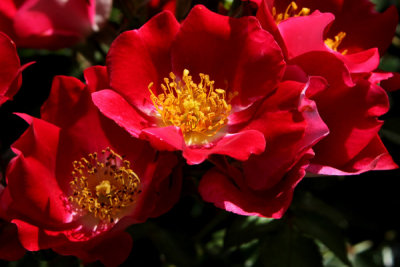 May Roses at the Gardens