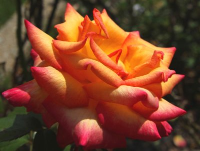 Roses at the Gardens