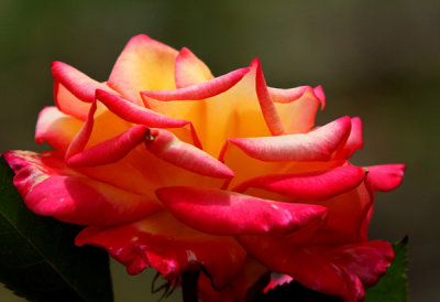 Roses at the Gardens