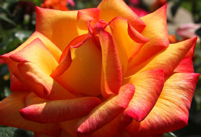 Roses at the Gardens