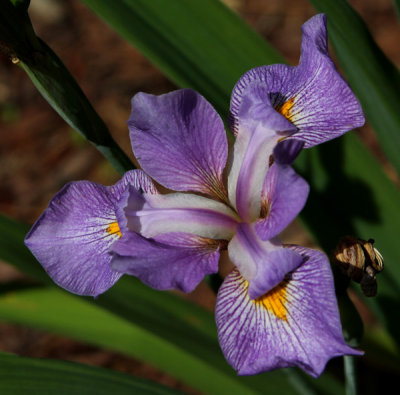 Iris at the Gardens