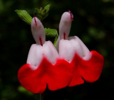May Flowers at the Gardens