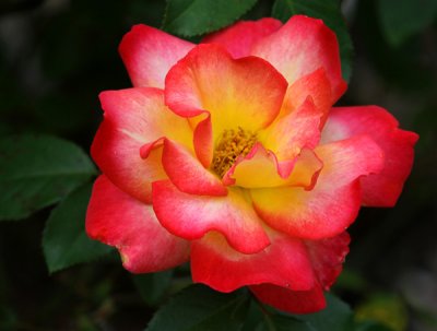 May Flowers at the Gardens