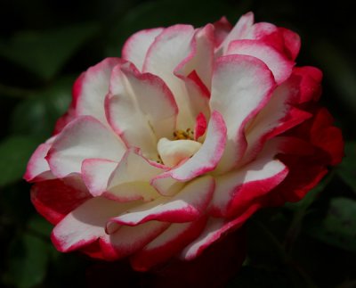 May Flowers at the Gardens
