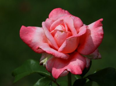 May Flowers at the Gardens