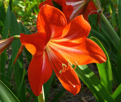 May Flowers at the Gardens