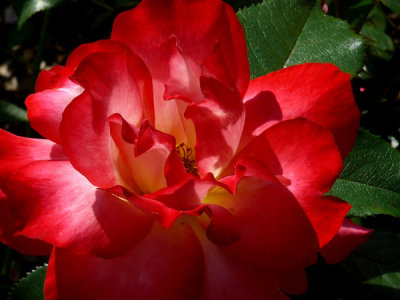 May Flowers at the Gardens