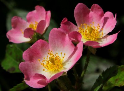May Flowers at the Gardens