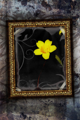 Flower Framed