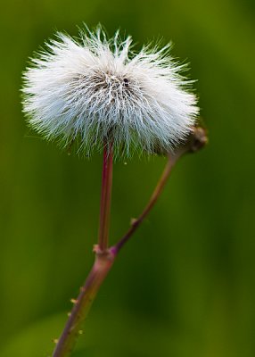 White Haired Plant