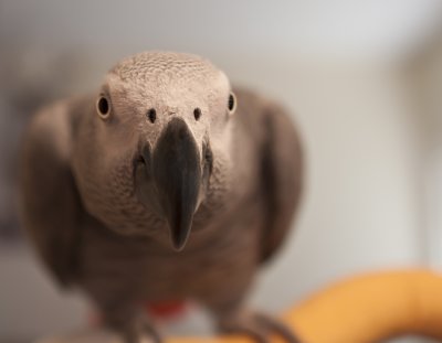 Can You See Me Now?