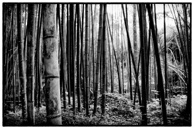 Bamboo 58.jpg