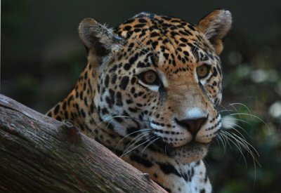 The Montgomery Zoo