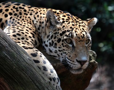 The Montgomery Zoo